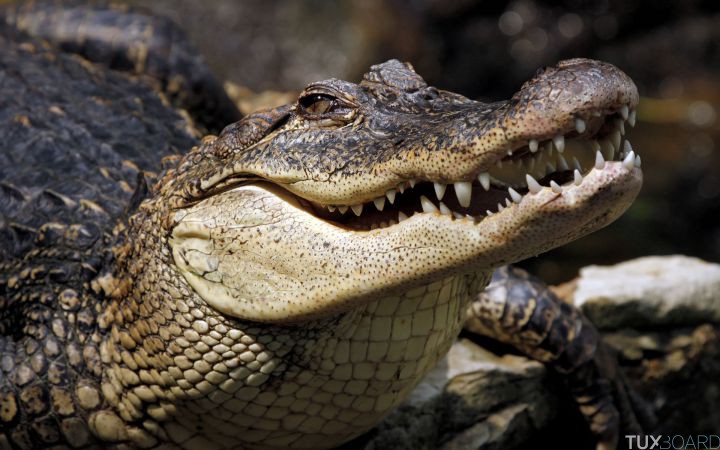 10 animaux les plus mortels pour l'homme crocodile