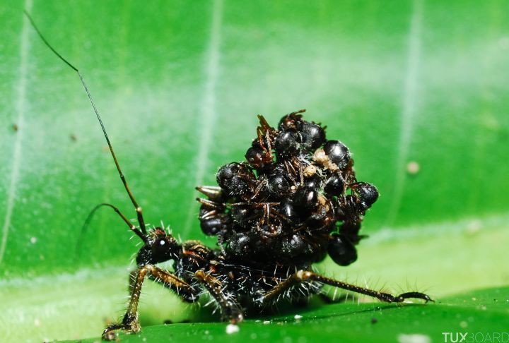 10 animaux les plus mortels pour l'homme insecte assassin