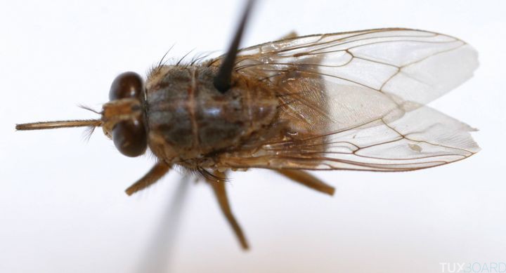 10 animaux les plus mortels pour l'homme insecte mouche tse tse