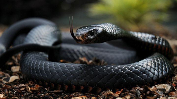 10 animaux les plus mortels pour l'homme serpent