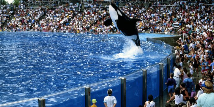 USA,Florida,Orlando,Sea World, killer whale show