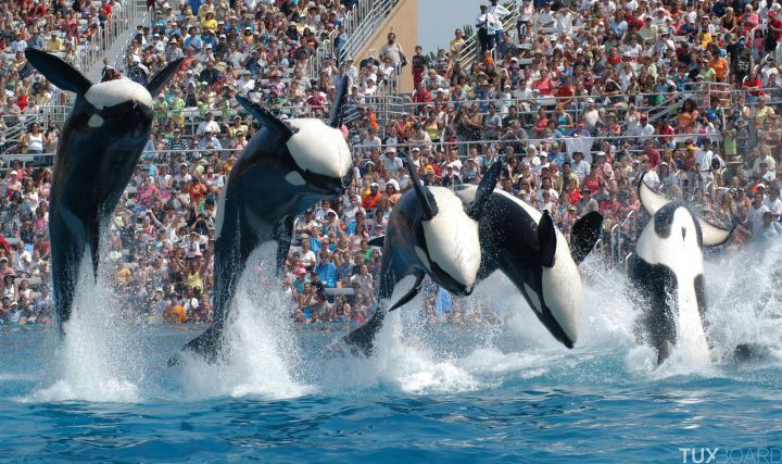 affaire seaworld orques fin spectacles stoppe san diego documentaire blackfish
