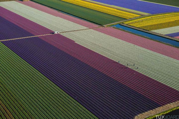Tulips blooming/picking between Amsterdam and Leiden.