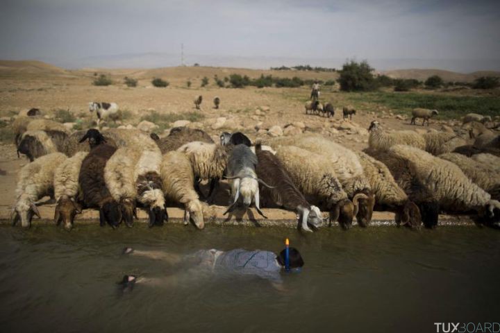 epa04988276 YEARENDER 2015 APRIL A young Israeli settler snorkels as sheep belonging to a Palestinian shepherd drink water from the spring located at Jordan Valley near the Palestinian village of Uja near the West Bank town of Jericho on 08 April 2015. EPA/ABIR SULTAN *** Local Caption *** 51878604