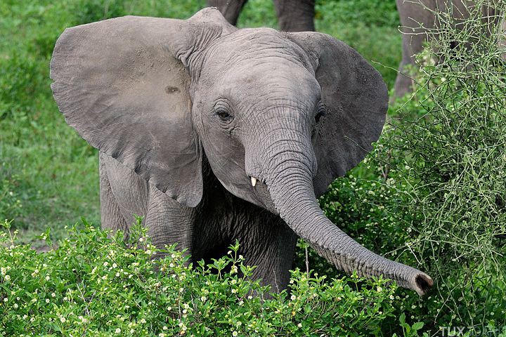 elephant ecrase chasseur zimbabwe