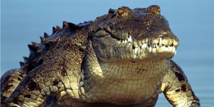 Conseil attaque crocodile
