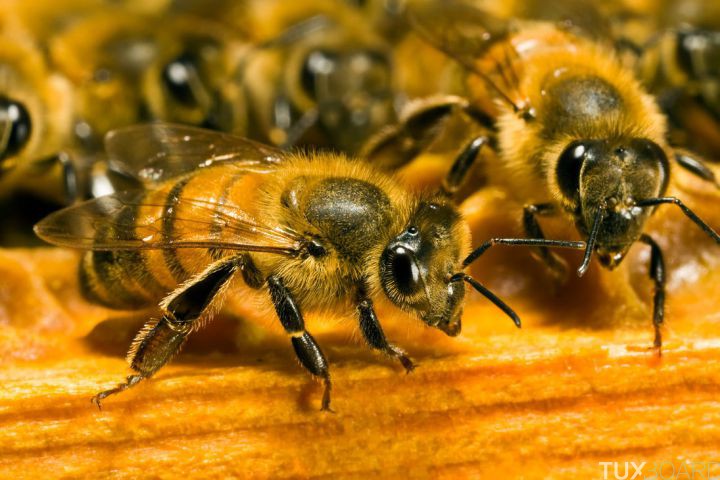 Conseils attaque abeilles