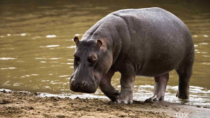 Conseils attaque hippopotame