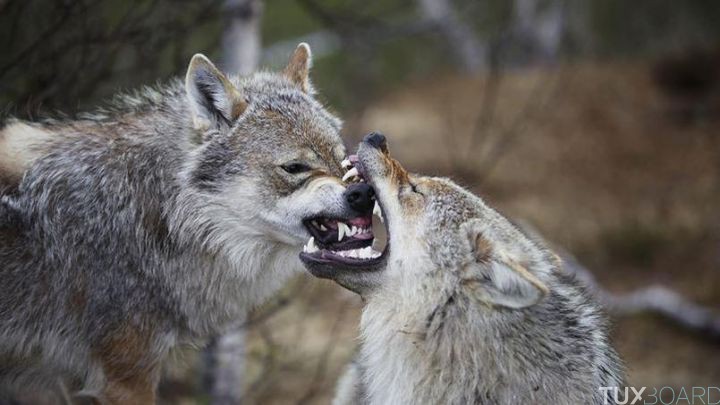 Conseils attaque loup
