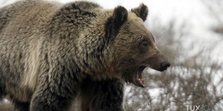 Conseils attaque ours