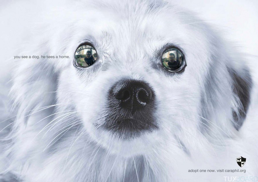 campagne pub animaux preservation