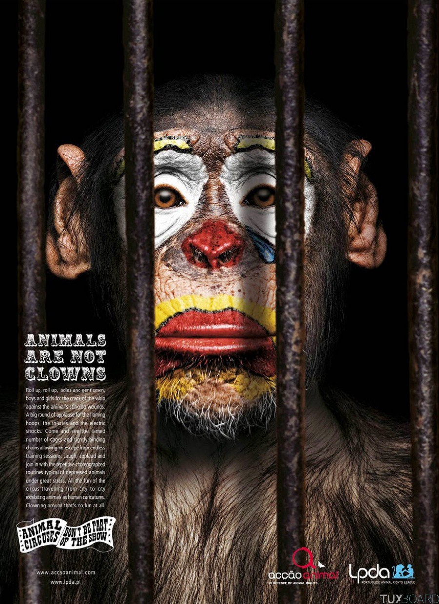 campagne pub environnement animaux cirque