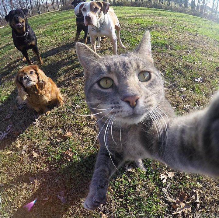 manny le chat selfie 1