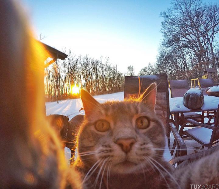 manny le chat selfie 2