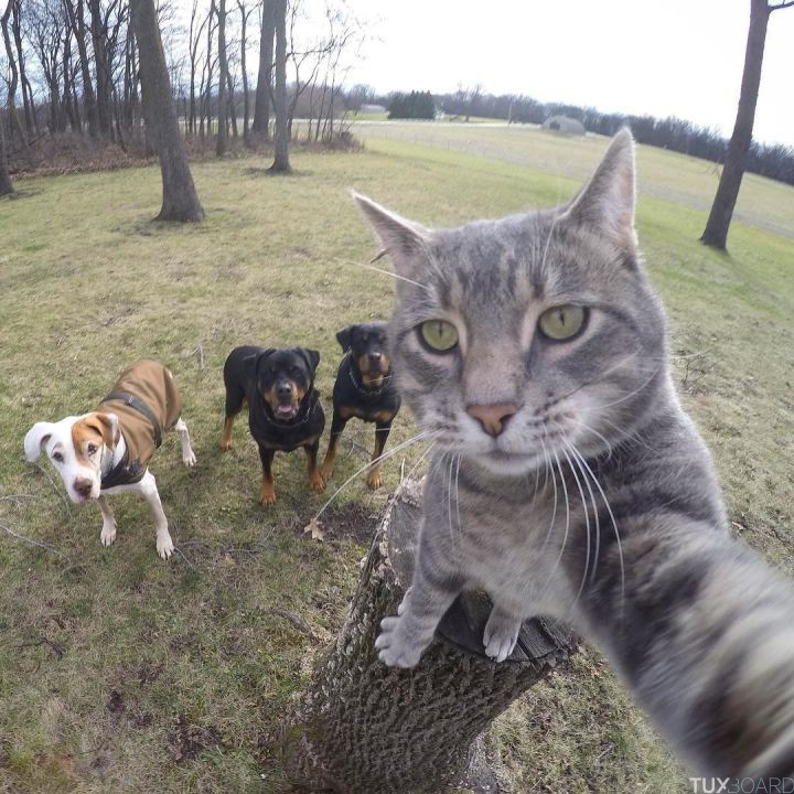 manny le chat selfie 3