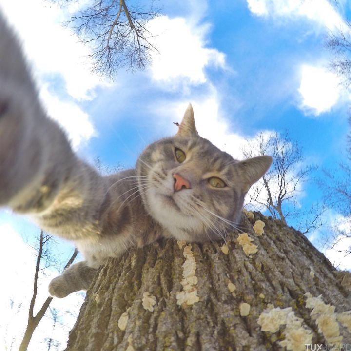 manny le chat selfie 4