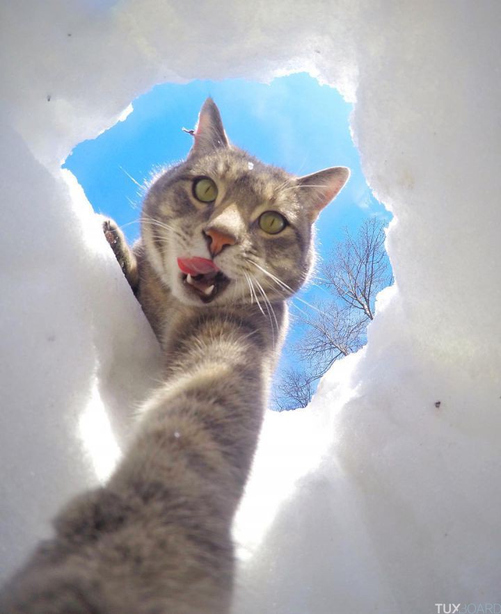 manny le chat selfie 5