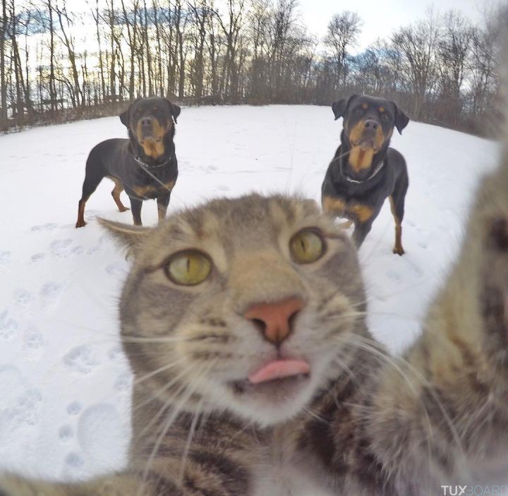 manny le chat selfie 6
