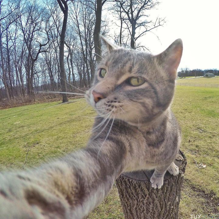 manny le chat selfie 7
