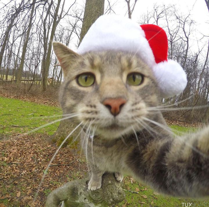 manny le chat selfie 8