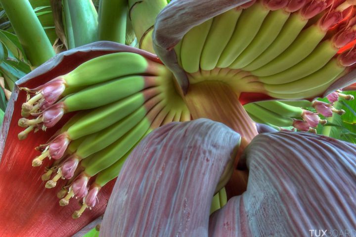 photo plante banane