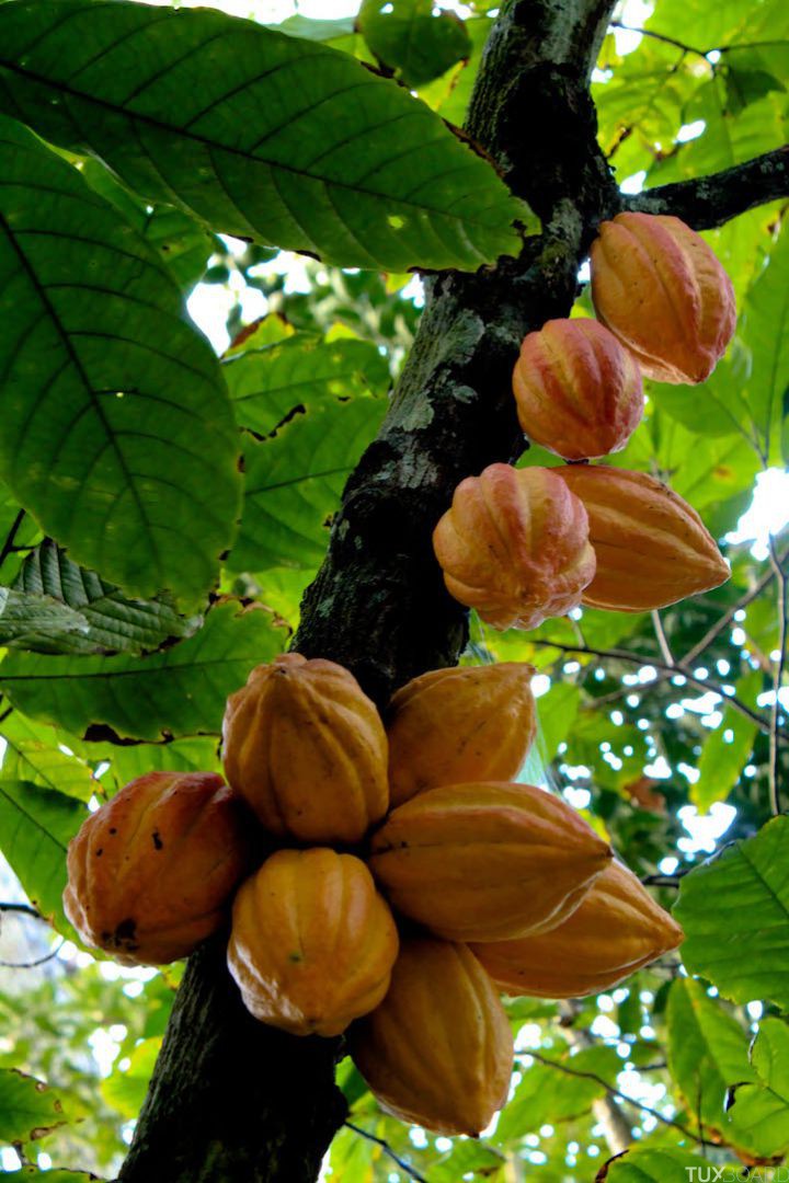 photo plante cacao