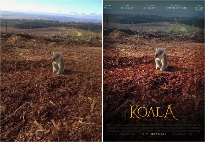 koala film photoshop