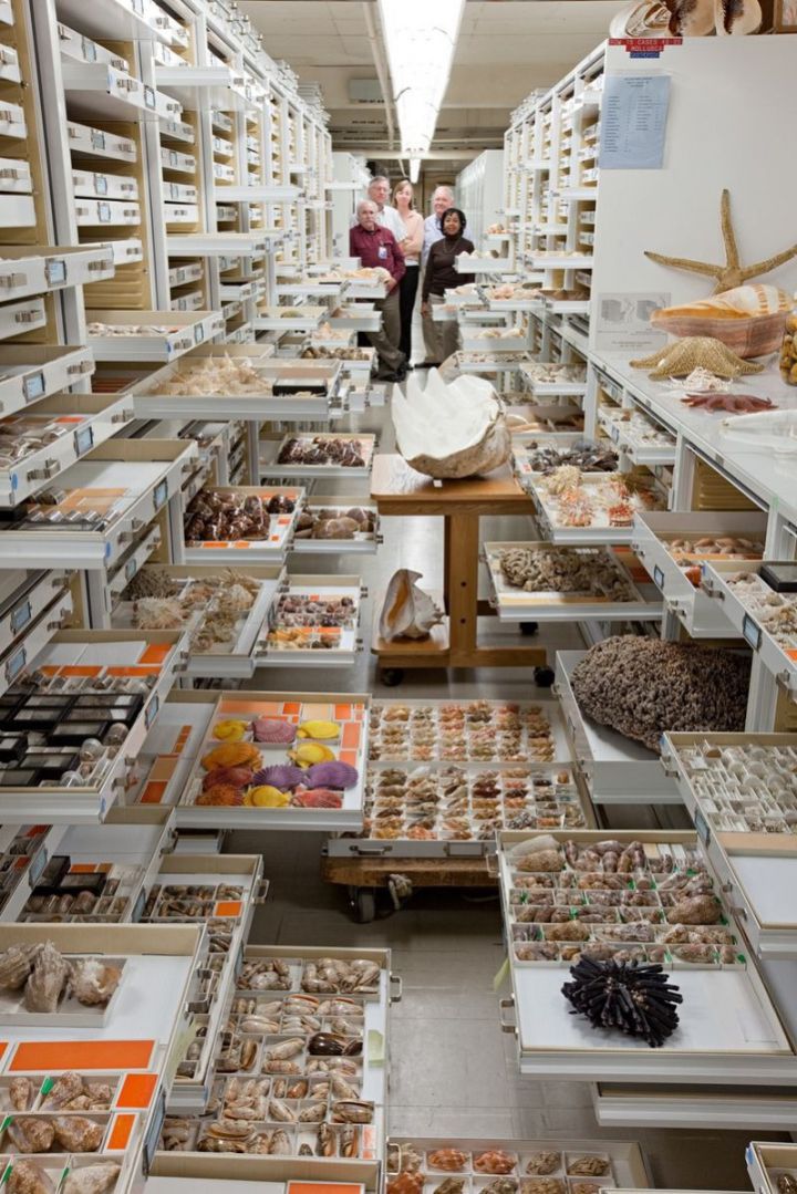 collections impressionnantes musee national histoire naturelle 2