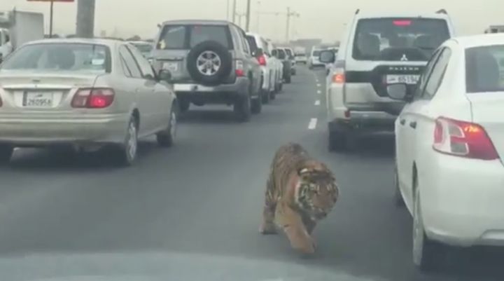 tigre autoroute doha qatar