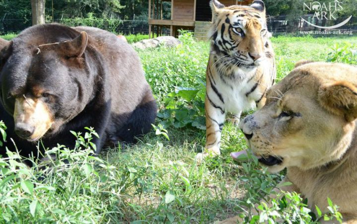 tigre, ours et lion meilleurs amis du monde
