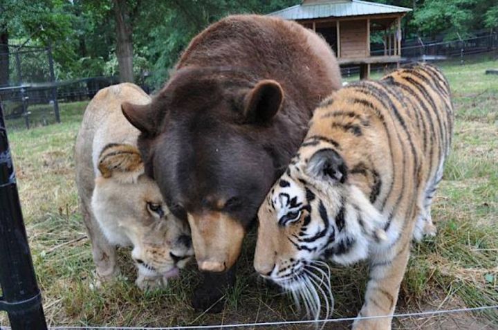 tigre, ours et lion sauves et meilleurs copains du monde