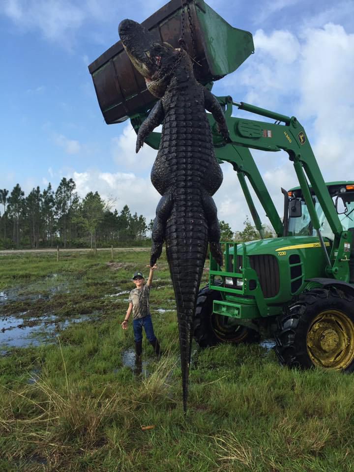 alligator gigantesque capture
