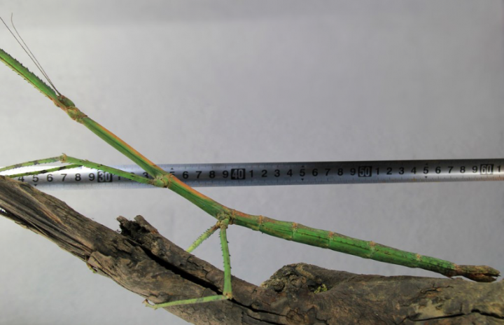 Phryganistria chinensis Zhao plus long insecte