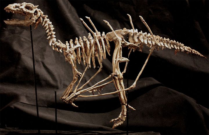 Squelette Thomas Merlin