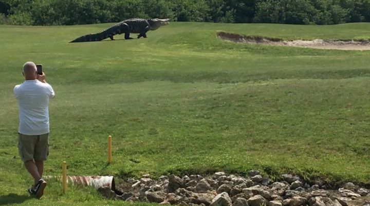 alligator parcours golf floride