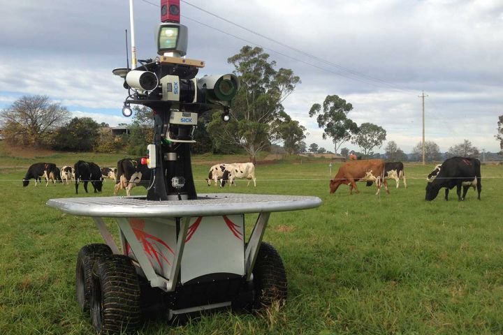 australie robot troupeau vaches