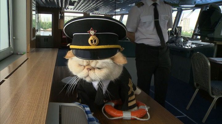 chat captaine bateau
