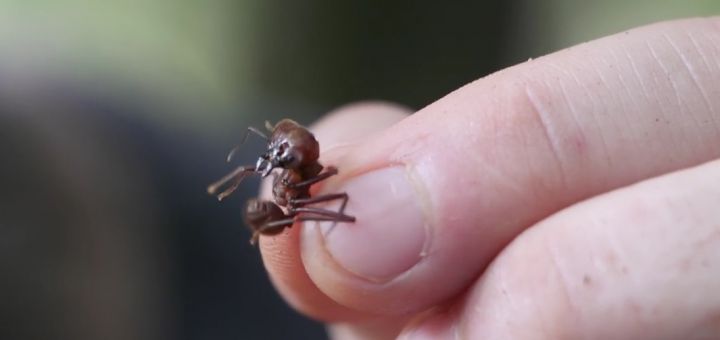 geante fourmi coupe feuille