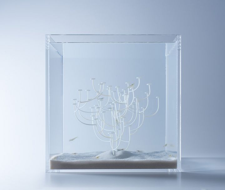 haruka misawa design aquariums