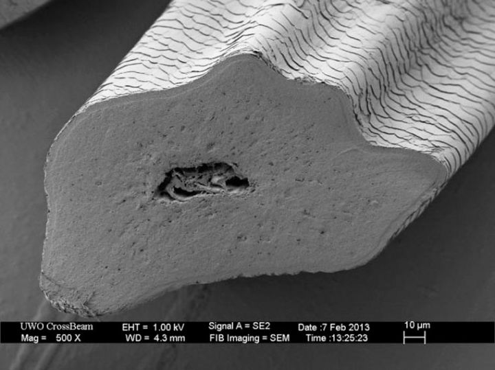 moustache chat vue microscope