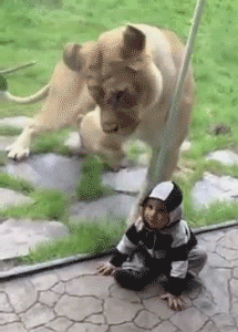 lion faim bébé