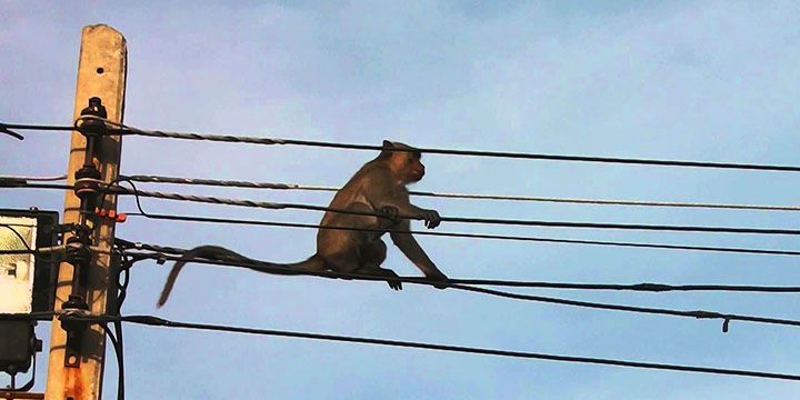 Un singe coupe l'électricité au Kenya
