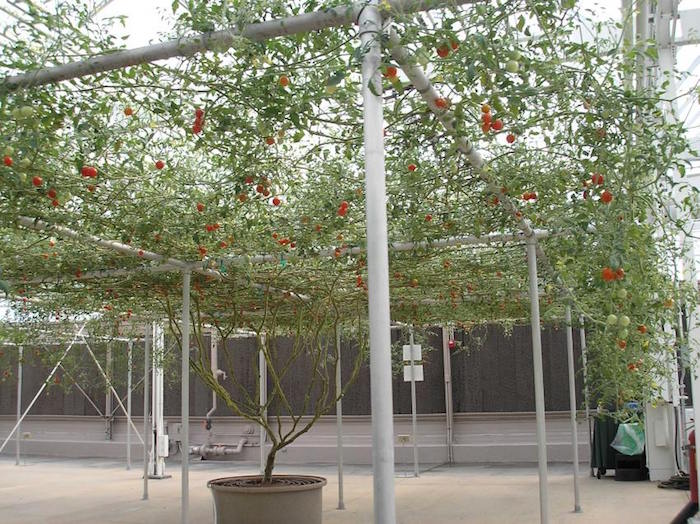 record plant tomates