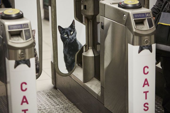 londres-metro-chat