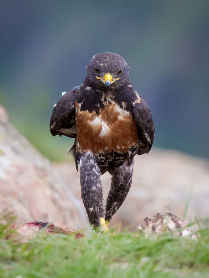 faucon badass
