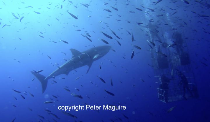 nouveau-requin-penetre-cage-4-plongeurs