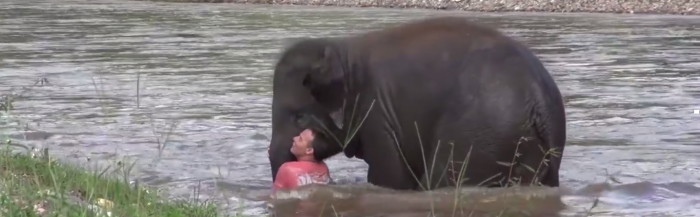 sauveur elephant