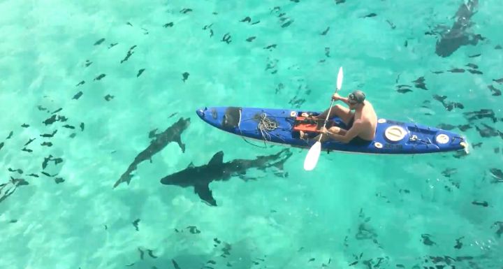 kayakiste-au-milieu-de-requins-affames