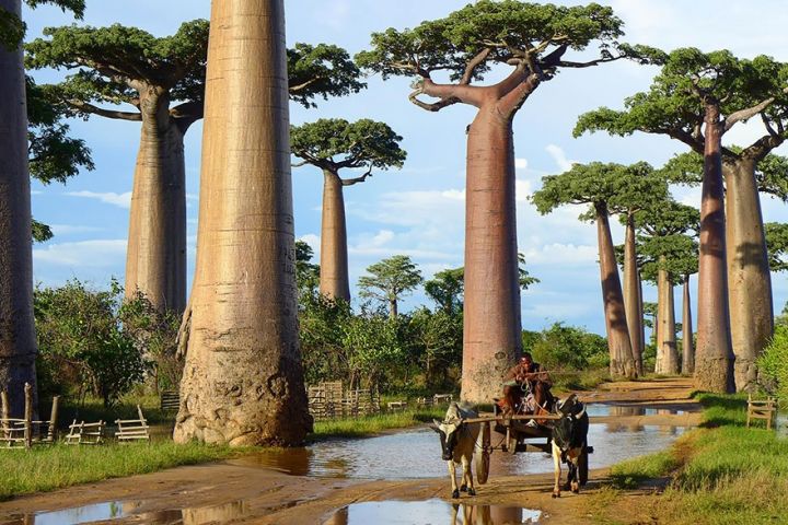 arbres baobab