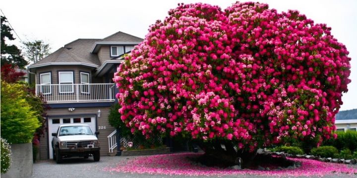 rhododendron arbres